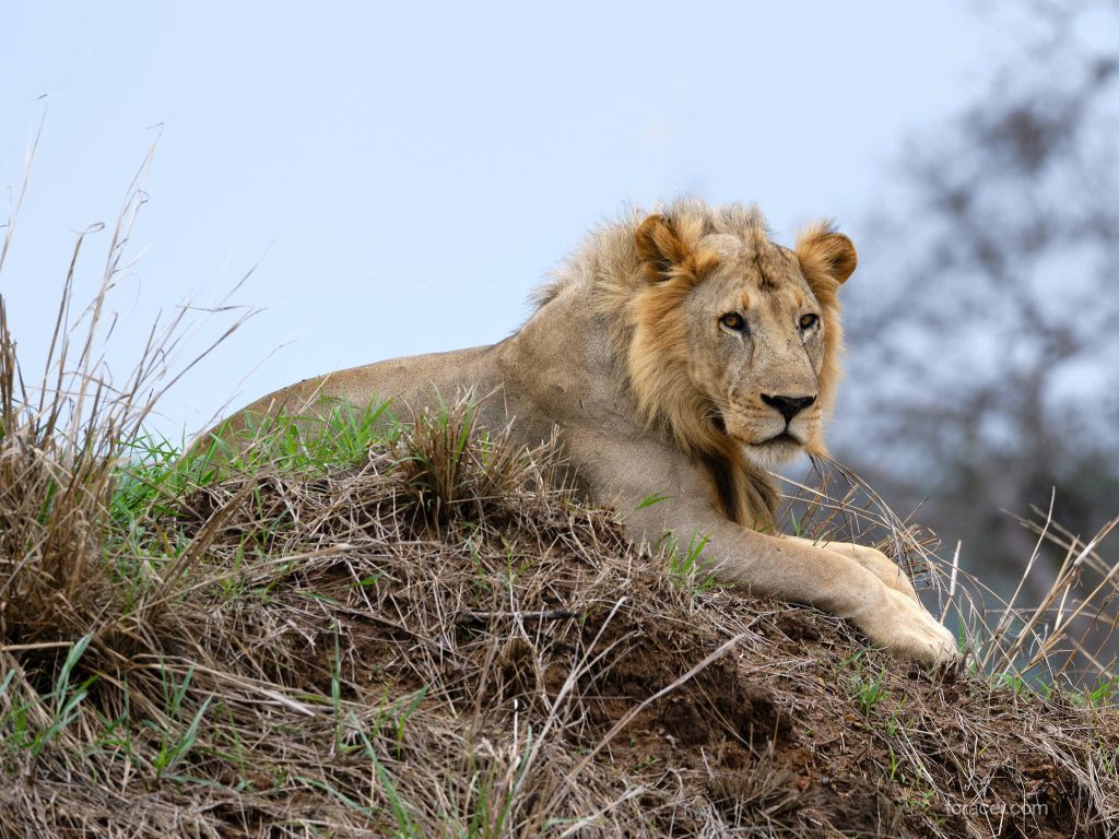 1-Day Private Game Drive Safari to Mikumi from Zanzibar
