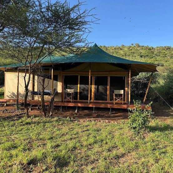 Safari Haven 123